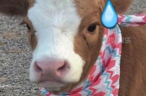 娱乐吃瓜酱布丁是只喵,揭秘网红喵星人的魅力人生